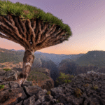 Socotra Island Tours 2025