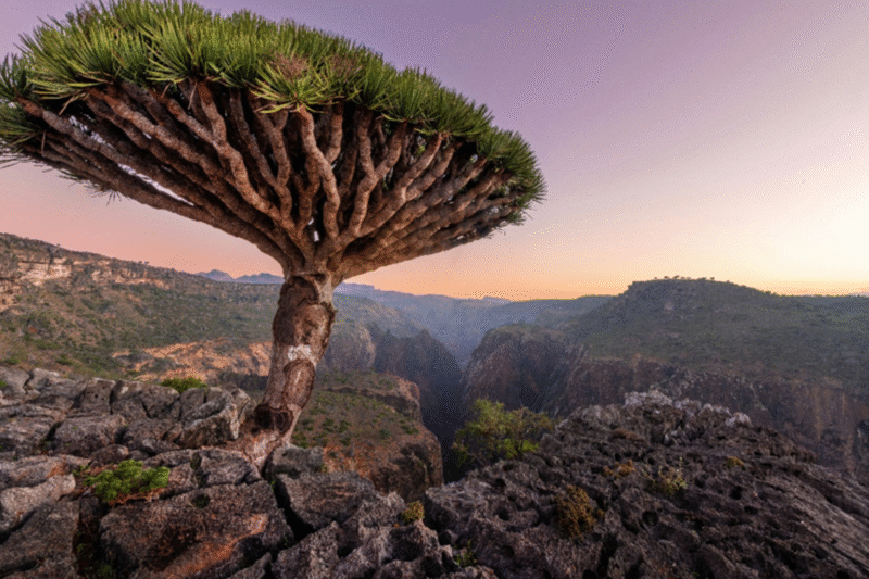 Socotra Island Tours 2025