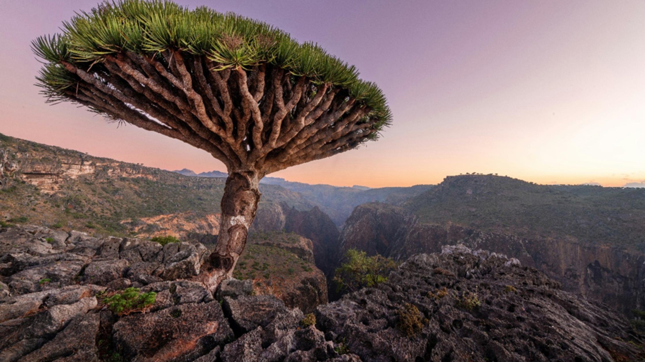 Socotra Island Tours 2025